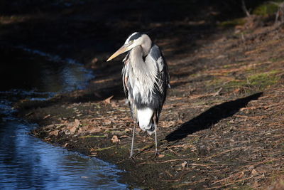 Heron perching on a lake