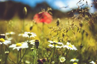 White flowers blooming on field