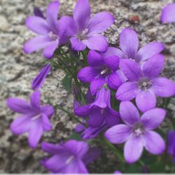 Close-up of purple flowers blooming outdoors