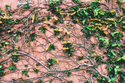 Close-up of ivy growing on tree in forest