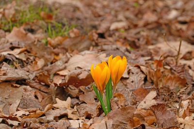 Close-up of yellow crocus flower on field