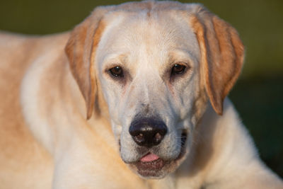 Close-up portrait of dog