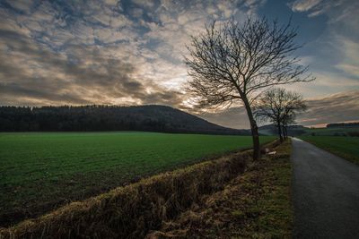 Bare tree on field against sky