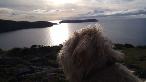 Close-up of dog by sea against sky during sunset