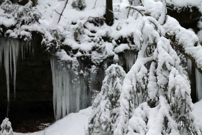 Close-up of snow covered trees