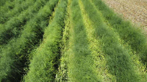 High angle view of wheat field