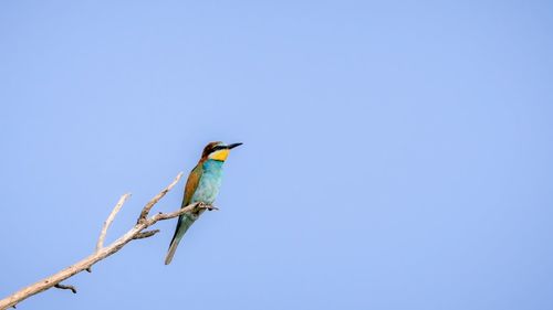 Low angle view of bird perching on branch against blue sky