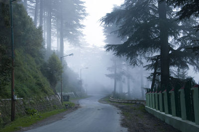 Trees in forest