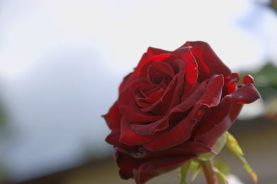 Close-up of red rose blooming outdoors