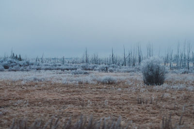 Scenic view of snowy field against clear sky