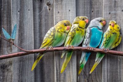 Low angle view of bird decorations against wooden wall