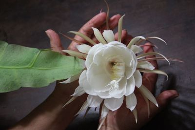 Close-up of flower against blurred background