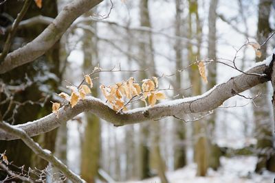 The first snow has covered the lost leaves of beech trees . beech forest out of foocus in background