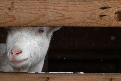 A white goat of the zaanen breed looks out from behind the fence. 