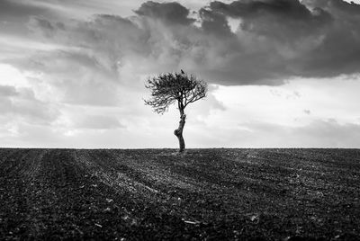 Bare tree on field against cloudy sky