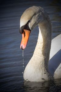 Close-up of swan swimming in lake