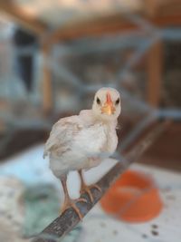 Close-up of a bird perching