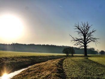 Sun shining through trees on grassy field