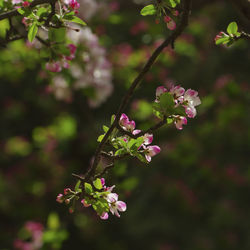 Close-up of pink flowering plant