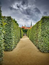 View of fresh green plants against sky