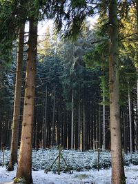 Trees in forest during winter