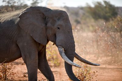 Close-up of elephant standing on field