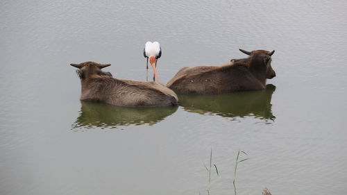 High angle view of ducks swimming in lake