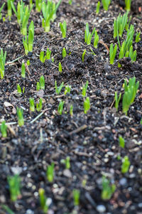 Close-up of plant growing in field