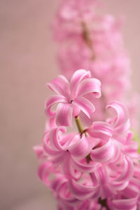 Close-up of pink flower
