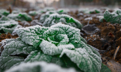Close-up of frosted plants on field