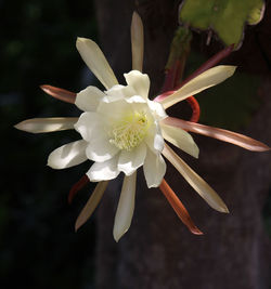 Close-up of white flower blooming outdoors