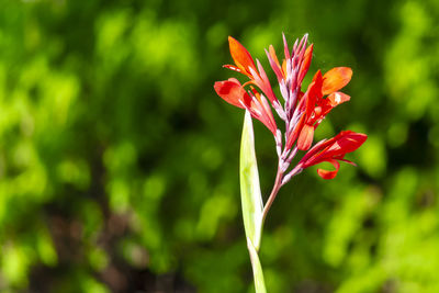 Red canna flower growing. sunny summer day. front view.