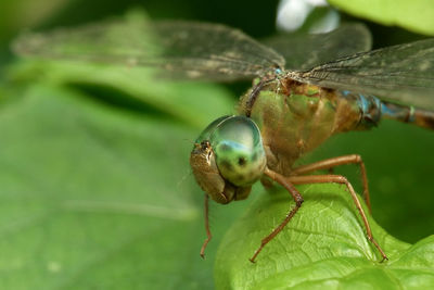 Close-up of insect on leaf