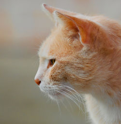 Close-up of a cat looking away