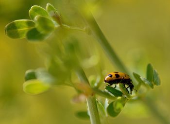 Close-up of ladybug on plant