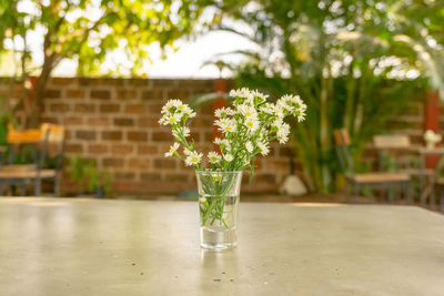 Bouquet of pure white petals of chrysanthemum tea or flower tea blossom in a glass vase 