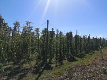 Trees on field against sky