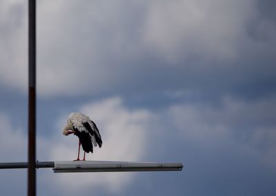 Bird perching on pole against sky