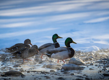 Ducks in a lake