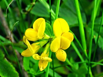 Close-up of yellow flower