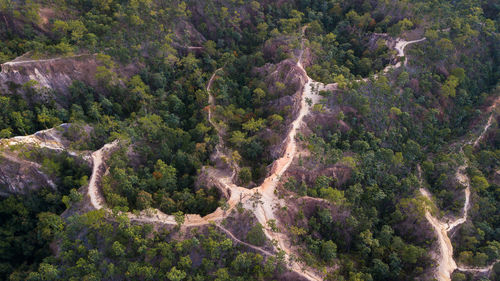 High angle view of trees in forest