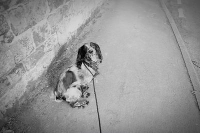 High angle portrait of dog sitting outdoors