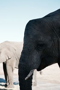 Side view of elephant in front of water