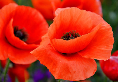 Close-up of red flowering plant