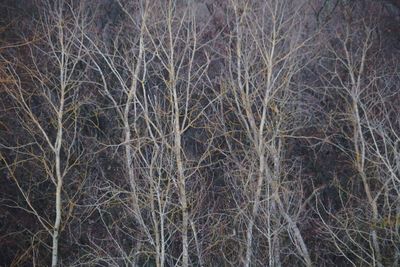 Full frame shot of bare trees in forest