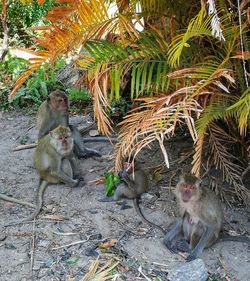 Monkey sitting on a tree