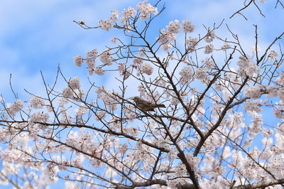 Low angle view of bird perching on cherry tree