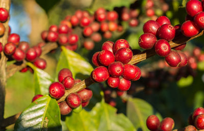 Coffee cherries , coffee beans ripening on coffee tree