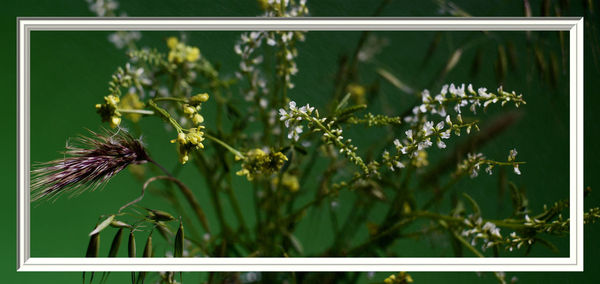 Close-up of insect on flowering plant