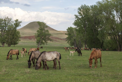 Horses grazing in a field